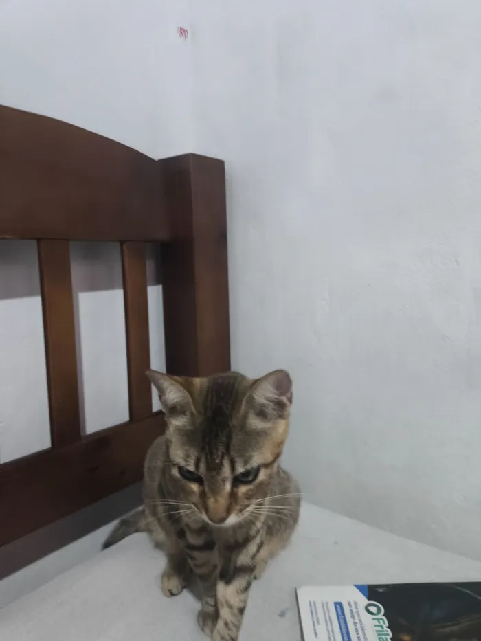 Gato raça SRD-ViraLata idade 2 anos nome Liliht