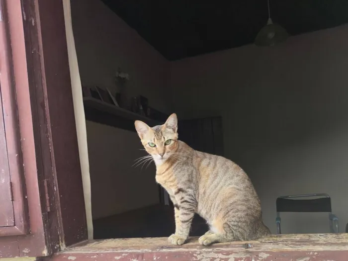 Gato raça SRD-ViraLata idade 2 anos nome Liliht