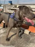 Cachorro raça Pit-Bull idade 1 ano nome Thor