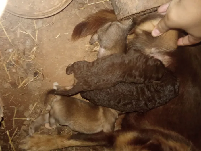 Cachorro raça Pinscher idade Abaixo de 2 meses nome Não tem 