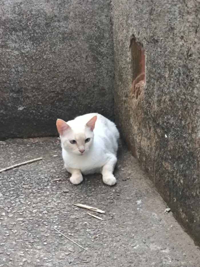 Gato raça SRD-ViraLata idade 2 anos nome Lua