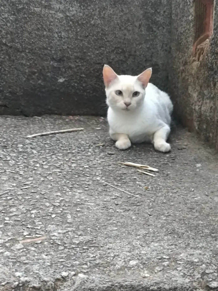 Gato raça SRD-ViraLata idade 2 anos nome Lua