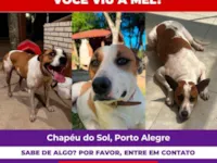 Cachorro raça SRD-ViraLata idade 1 ano nome Mel 