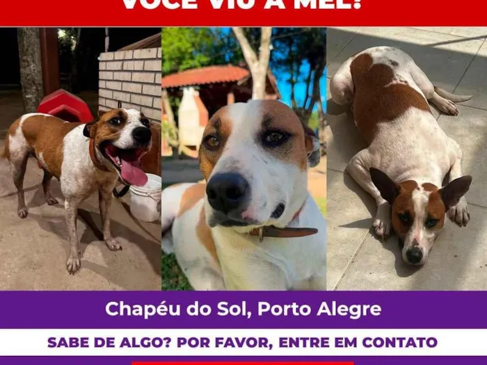 Cachorro raça SRD-ViraLata idade 1 ano nome Mel 