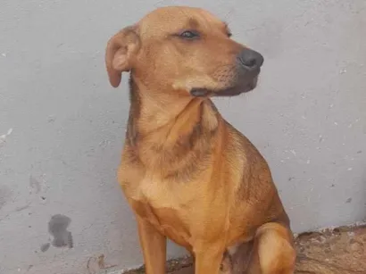 Cachorro raça SRD-ViraLata idade 7 a 11 meses nome Bobe