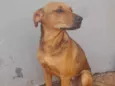 Cachorro raça SRD-ViraLata idade 7 a 11 meses nome Bobe