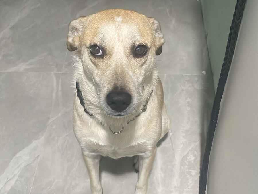 Cachorro raça SRD-ViraLata idade 4 anos nome MEGGIE