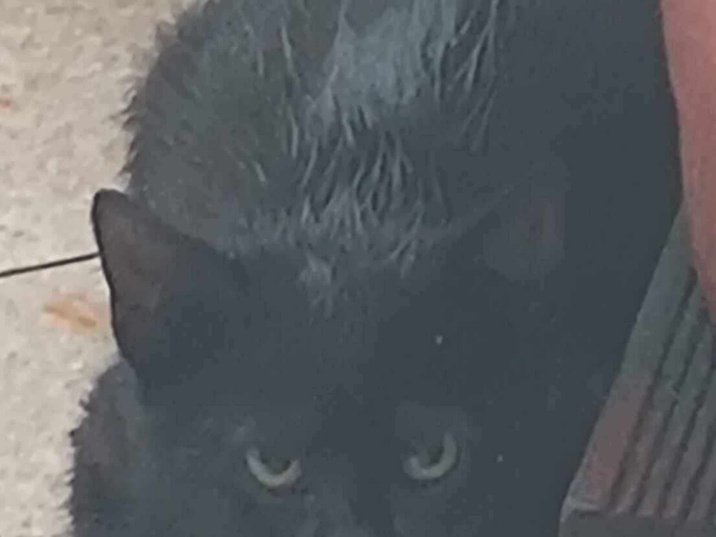 Gato raça SRD-ViraLata idade 2 a 6 meses nome Godzila