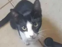 Gato raça SRD-ViraLata idade 7 a 11 meses nome Estou chamando de FRAJOLA