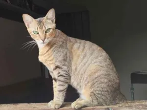 Gato raça SRD-ViraLata idade 2 anos nome Liliht