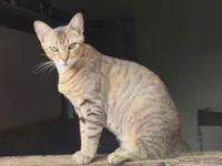 Gato raça SRD-ViraLata idade 2 anos nome Liliht