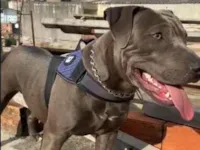 Cachorro raça Pit-Bull idade 1 ano nome Thor