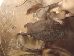 Cachorro raça Pinscher idade Abaixo de 2 meses nome Não tem 