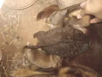 Cachorro raça Pinscher idade Abaixo de 2 meses nome Não tem 