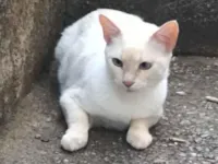 Gato raça SRD-ViraLata idade 2 anos nome Lua