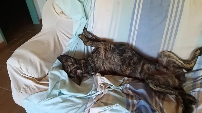 Cachorro raça SRD-ViraLata idade 4 anos nome Linguiça 