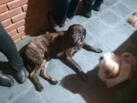 Cachorro raça SRD-ViraLata idade 4 anos nome Linguiça 