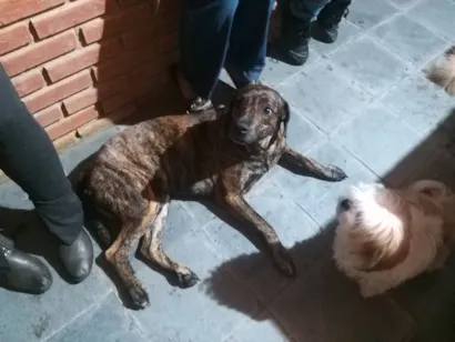 Cachorro raça SRD-ViraLata idade 4 anos nome Linguiça 