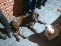 Cachorro raça SRD-ViraLata idade 4 anos nome Linguiça 