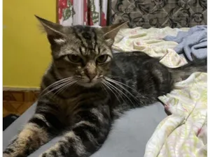 Gato raça SRD-ViraLata idade 7 a 11 meses nome Tom