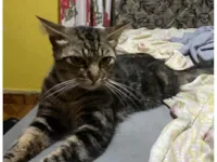 Gato raça SRD-ViraLata idade 7 a 11 meses nome Tom