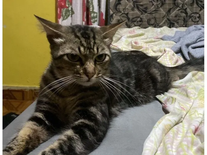 Gato raça SRD-ViraLata idade 7 a 11 meses nome Tom