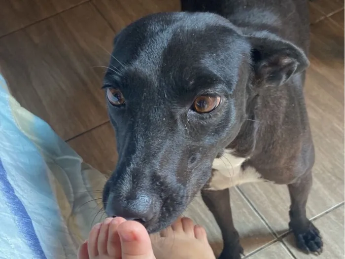 Cachorro raça SRD-ViraLata idade 1 ano nome Morceguinha