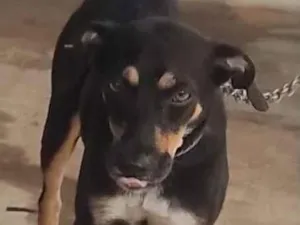 Cachorro raça SRD-ViraLata idade 2 anos nome Pretinha 