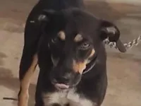 Cachorro raça SRD-ViraLata idade 2 anos nome Pretinha 