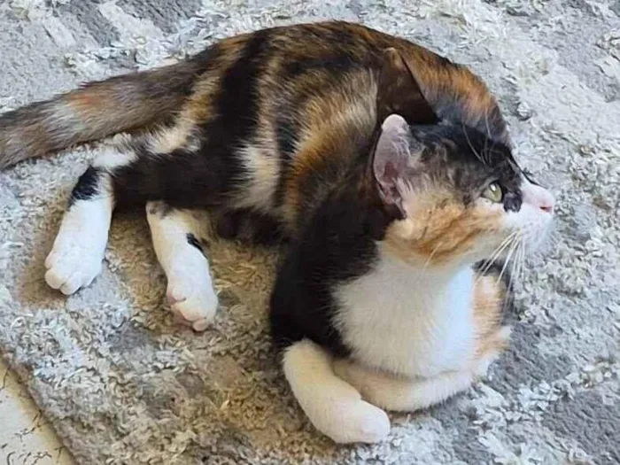 Gato raça SRD-ViraLata idade 2 a 6 meses nome Lili