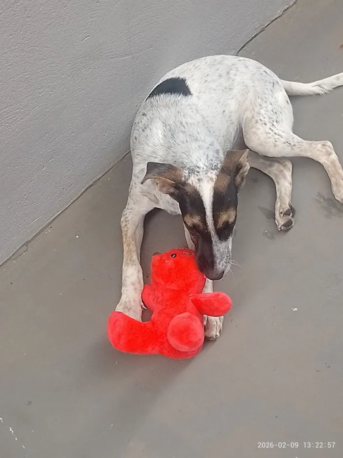 Cachorro raça SRD-ViraLata idade 7 a 11 meses nome Mateus Lemes Morales 