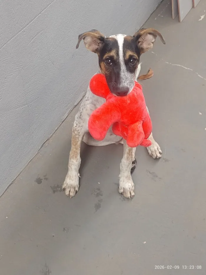 Cachorro raça SRD-ViraLata idade 7 a 11 meses nome Mateus Lemes Morales 