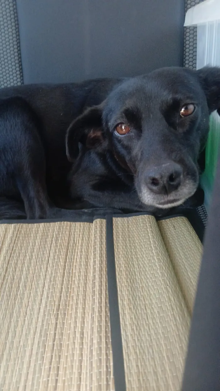 Cachorro raça SRD-ViraLata idade 4 anos nome AJUDE A ENCONTRAR MINHA FAMÍLIA 