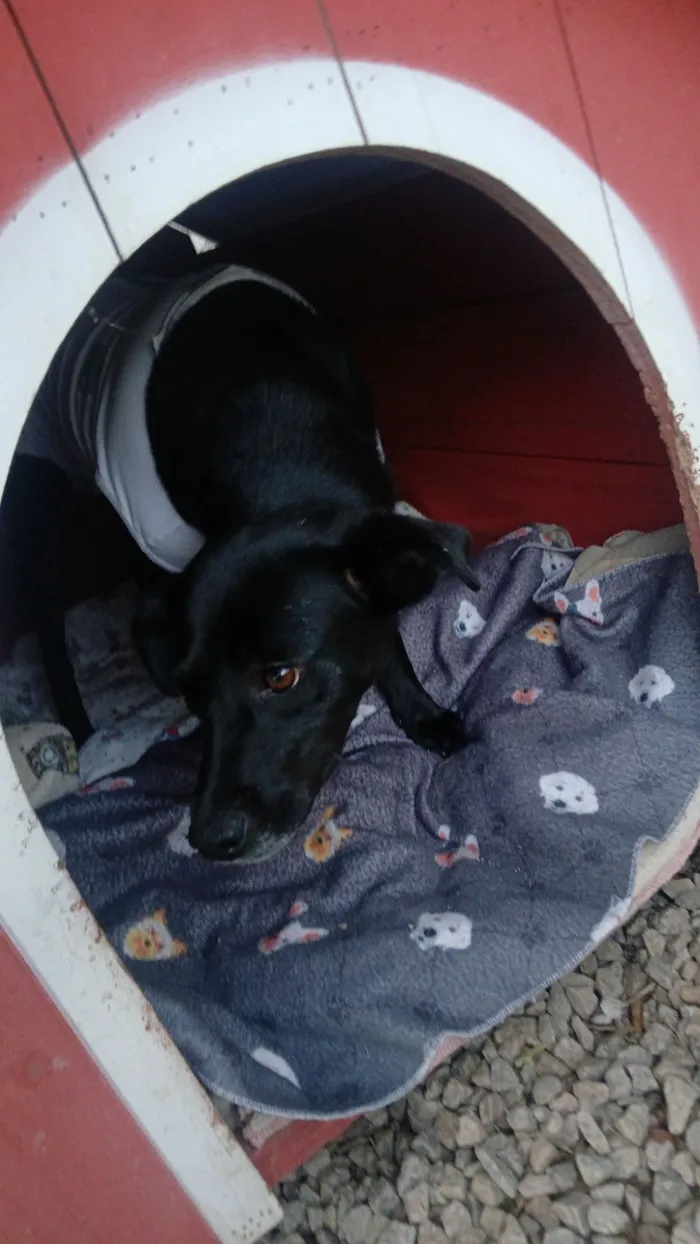 Cachorro raça SRD-ViraLata idade 4 anos nome AJUDE A ENCONTRAR MINHA FAMÍLIA 