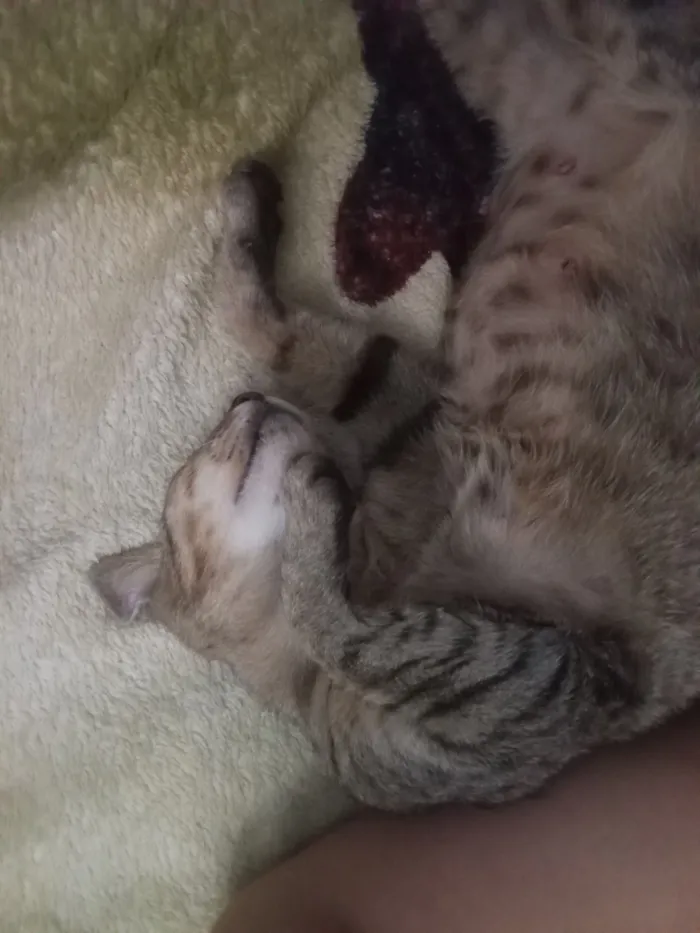 Gato raça SRD-ViraLata idade 2 a 6 meses nome Gamora