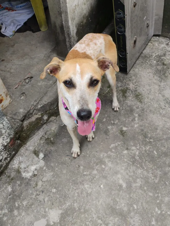 Cachorro raça SRD-ViraLata idade 1 ano nome Magrela 