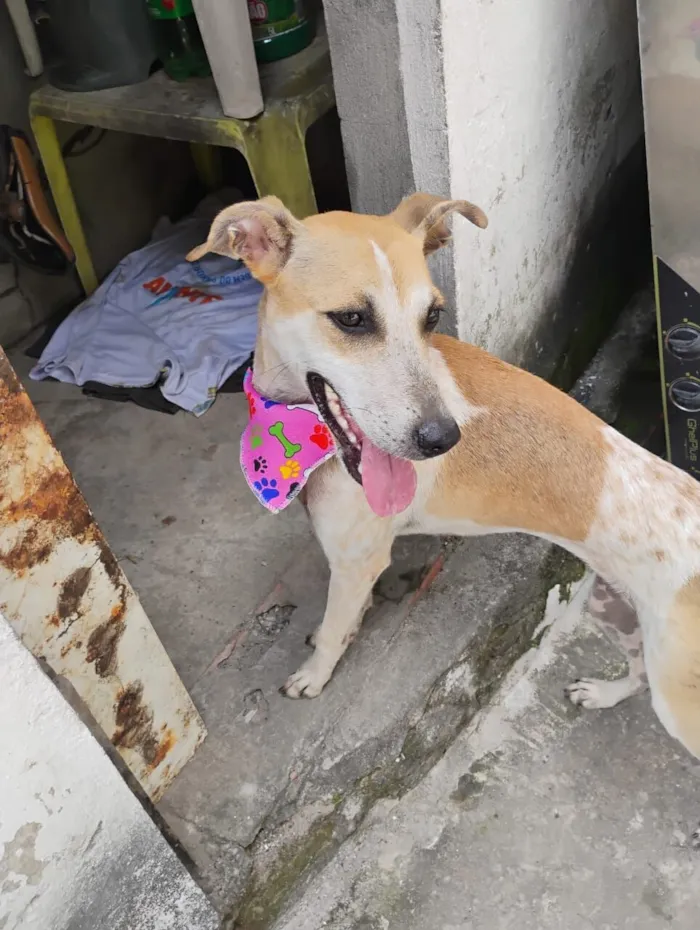 Cachorro raça SRD-ViraLata idade 1 ano nome Magrela 