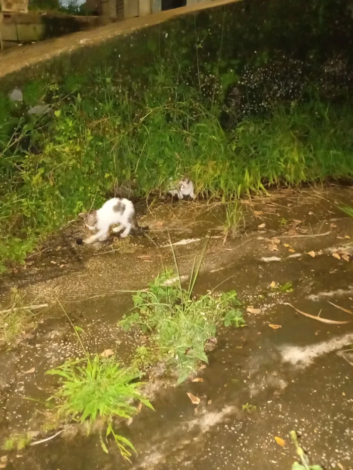 Gato raça SRD-ViraLata idade Abaixo de 2 meses nome Sem nomes