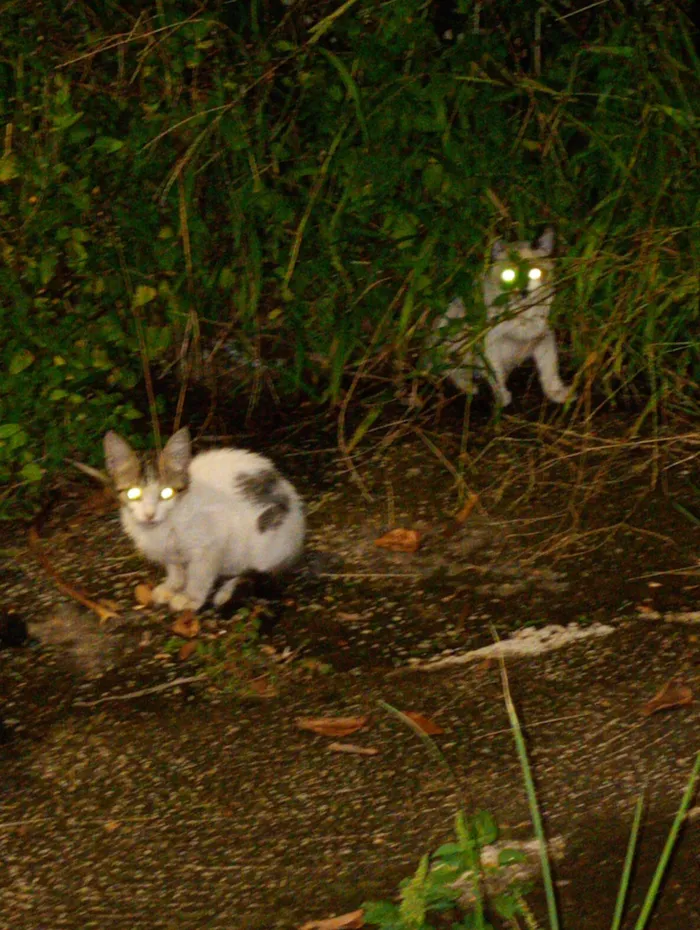 Gato raça SRD-ViraLata idade Abaixo de 2 meses nome Sem nomes