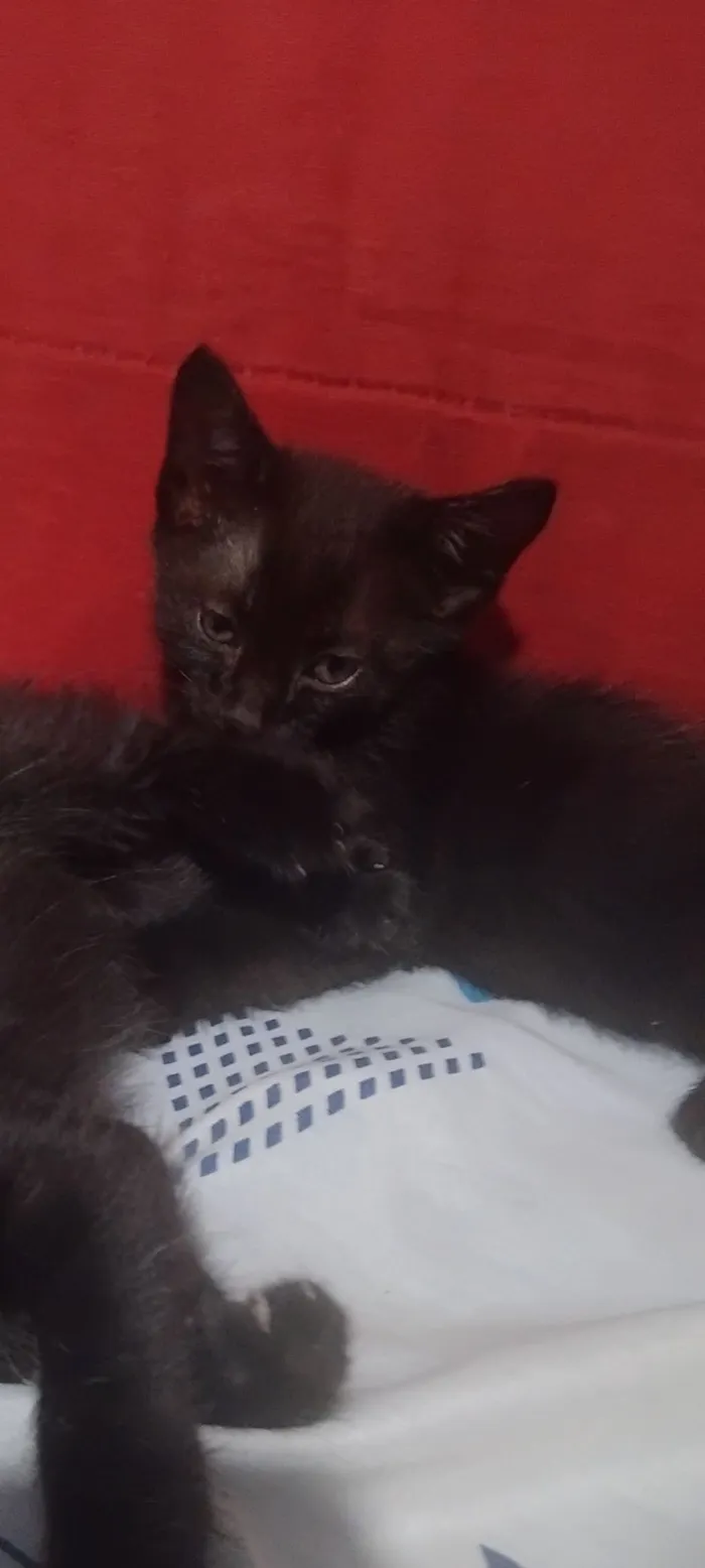 Gato raça SRD-ViraLata idade 2 a 6 meses nome Fofinho e Rajadinho