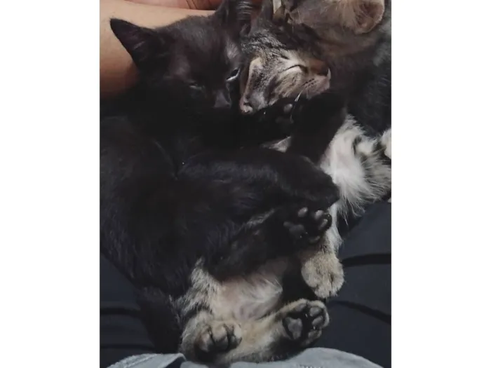 Gato raça SRD-ViraLata idade 2 a 6 meses nome Fofinho e Rajadinho