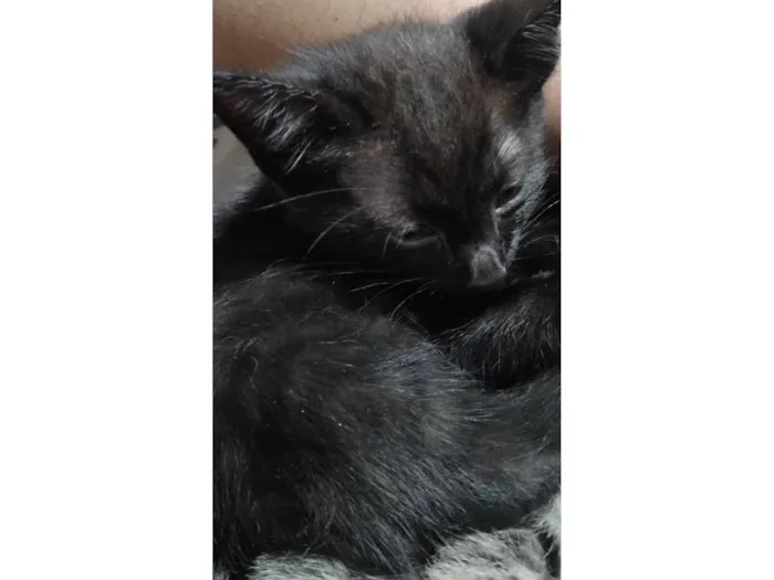 Gato raça SRD-ViraLata idade 2 a 6 meses nome Fofinho e Rajadinho