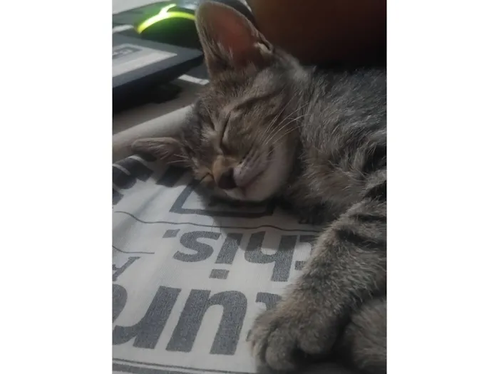 Gato raça SRD-ViraLata idade 2 a 6 meses nome Fofinho e Rajadinho