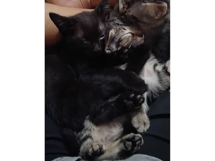 Gato raça SRD-ViraLata idade 2 a 6 meses nome Fofinho e Rajadinho