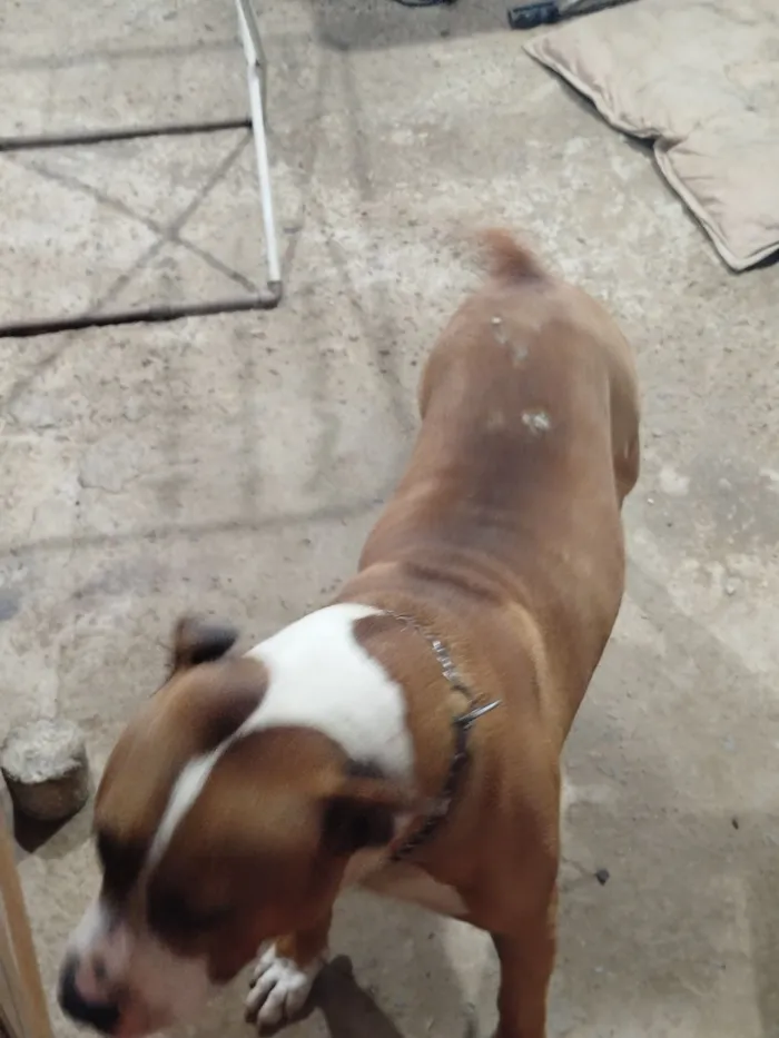 Cachorro raça Pit-Bull idade 4 anos nome Boris