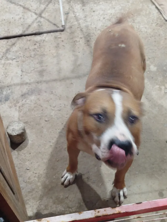 Cachorro raça Pit-Bull idade 4 anos nome Boris