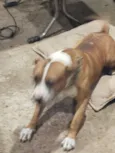 Cachorro raça Pit-Bull idade 4 anos nome Boris
