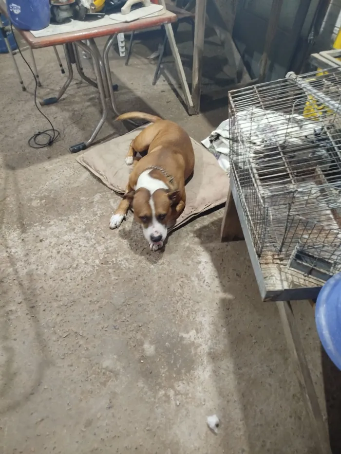 Cachorro raça Pit-Bull idade 4 anos nome Boris