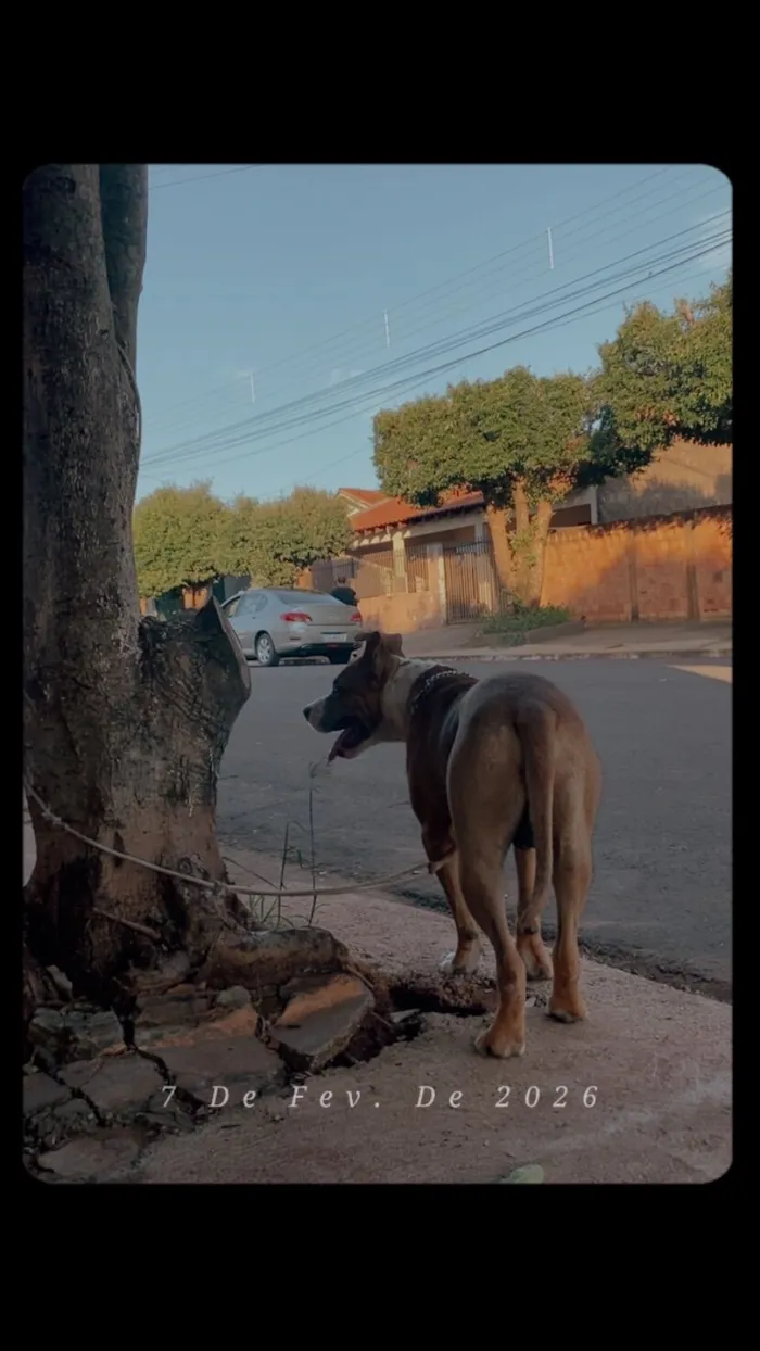 Cachorro raça Pit-Bull idade 7 a 11 meses nome Kenai