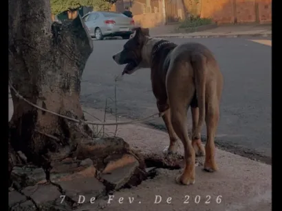 Cachorro raça Pit-Bull idade 7 a 11 meses nome Kenai